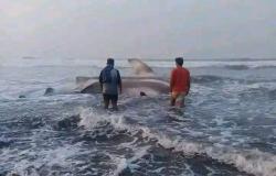 Waduh! Ikan Paus Tutul Terdampar di Pesisir Pantai di Sindangbarang