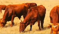 Kelahiran Sapi Merah di Israel Disebut Tanda Kiamat, Ini Penjelasannya