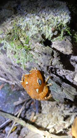 Satwa Langka Katak Pohon Mutiara Ditemukan di Gunung Sanggabuana Karawang