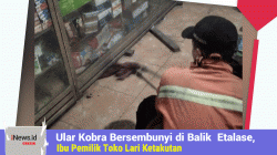 Ular Kobra Bersembunyi di Balik  Etalase, Ibu Pemilik Toko Kabur Selamatkakn Diri