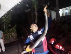 Momen Petugas Damkar Garut Evakuasi Ular King Cobra Sepanjang 3 Meter di Rumah Warga