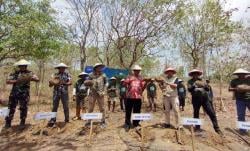 YDSF dan Pelindo Panen Raya Porang 50 Ton di Madiun