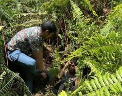 Kabur dari Lapas Bengkalis, Syamsul Diamankan di Semak Belukar