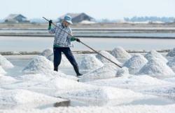 Daerah Penghasil Garam di Indonesia