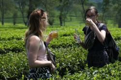 Segarnya Mojito, Minuman Khas Kebun Teh Wonosari Malang