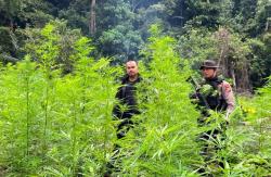 Polres Nagan Raya Temukan dan Musnahkan Ladang Ganja Seluas 4 Hektar