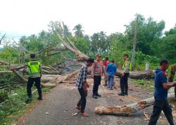 Potensi Bahayakan Pengguna Jalan,Kapolsek Panteraja Bantu Warga Potong Pohon