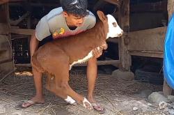 Geger, Anak Sapi Unik Terlahir dengan 2 Kaki  di Gunungkidul