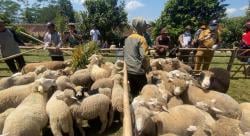 Petani Banjarnegara Panen Cempe dan Pesta Patok Bantuan UPLAND Project