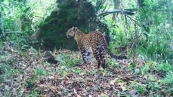 Macan Tutul Gunung Sanggabuana Turun Gunung Teror Warga, Domba Ternak Habis Dimangsa