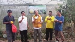 Kemarau Membawa Berkah, Petani Desa Namang Panen Melon Melimpah