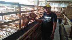 Sekdes di Tuban Sukses Beternak Kambing Boer, ini Dia Rahasianya