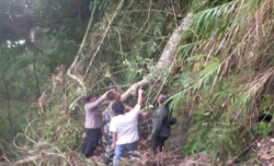 Pohon Tumbang di Hutan Lindung : 4 Pengunjung Tewas