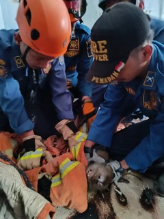 Bahayanya Hewan Liar Masuk Pemukiman, Ini Himbauan Damkar Depok untuk Warga