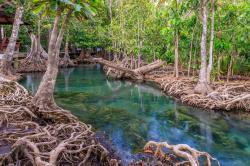 Mengenal Monitoring Mangrove (MonMang), Aplikasi Digital Untuk Jaga Ekosistem Mangrove