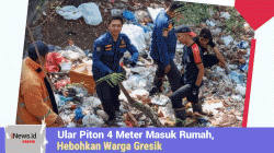 Ular Piton 4 Meter Masuk Rumah, Hebohkan Warga Gresik