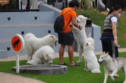 Ada Taman Bermain Anabul yang Asik di Summarecon Mall Serpong