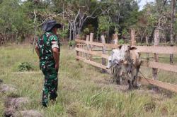 Tingkatkan Program Ketahanan Pangan, Prajurit Yonif 757/Ghupta Vira Ternak Sapi Lokal Brahman