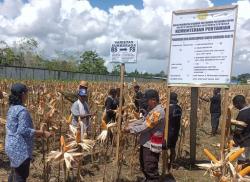 Poktan Kampung Nimbokrang Berhasil Kembangkan Jagung Varietas Unggul Sukmaraga