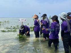 Tanam 1.000 Pohon Mangrove di Kepulauan Seribu Demi Kurangi Polusi Udara Jakarta