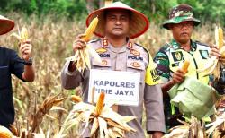 Panen Jagung Perdana Program I'M Jagung Kodim 0102 Pidie Tahun 2023 di Pidie Jaya