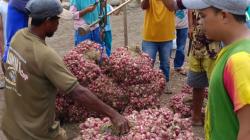 Harga Bawang Merah di Bima Anjlok, Petani Menjerit karena Rugi