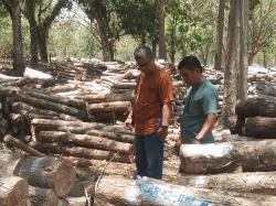 Cek Stok Kayu, Kepala Divisi Pemasaran Perhutani Lakukan Kunjungan Mendadak di Banyuwangi