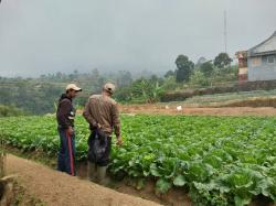 Musim kemarau, Stok Sayuran Kurang Harga Berangsur Naik