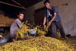 Panen Raya Tembakau di Temanggung, Harga Rata-Rata Ditaksir Rp70.000-Rp80.000