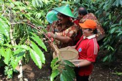 Daerah Penghasil Kopi Terbesar di Indonesia