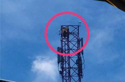 Viral, Nenek-Nenek di Aceh Timur Nekat Panjat Tower Provider Setinggi 72 Meter