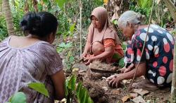 Berkah Kemarau, Warga di Pangandaran Olah Umbi Beracun Menjadi Cemilan Hingga Hasilkan Cuan