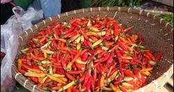 Harga Cabai di Pandeglang Meroket Tembus Rp100 Ribu per Kilogram