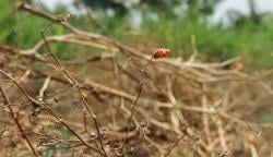 Harga Cabe Naik Drastis! Petani di Ponorogo Justru Merugi, Ini Sebabnya