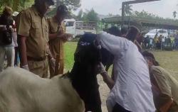 Kembangkan Sektor Peternakan, Distan Kobar dan SPR Gelar Kontes Kambing