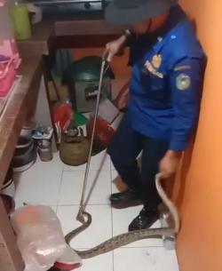 Petugas Damkar Evakuasi Ular Sanca 1 Meter Sempat Bikin Heboh Penghuni Kosan di Parepare