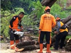 Pohon Tumbang di Jalan Raya Karangrayung Grobogan – Juwangi, Ternyata Ini Penyebabnya