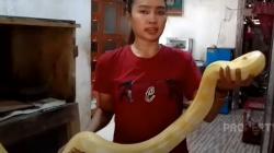 Ibu Muda Berparas Cantik di Jombang Hidup dengan 9 Ular Piton Raksasa