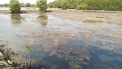 Musim Kemarau, Produksi Rumput Laut di Pontang Kabupaten Serang Anjlok