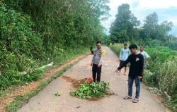 Pengendara Sepeda Motor Asal madura Tewas Tertimpa Pohon Karet di Bangka Barat