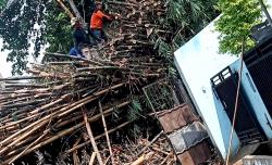 Pohon Bambu Setinggi 15 Meter di Depok Jatuh Timpa Rumah Warga