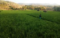 Atasi Kelangkaan Pupuk, Petani Kuningan Diajak Beralih ke Pupuk Organik