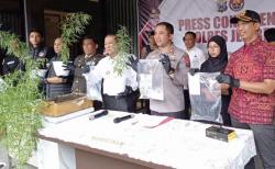 Nekat Budidaya Ganja di Rumah, Warga di Jember Ditangkap Polisi