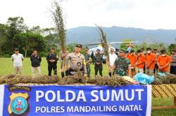 Kapolda Sumut Pimpin Penggerebekan Ladang Ganja Terluas di Madina