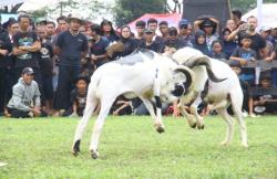 Gelaran Festival Ternak dan Seni Ketangkasan Kambing Domba Garut di Pakansari