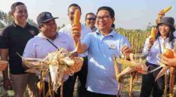 Sekda Badung Adi Arnawa Panen Jagung Bersama, Ini Ulasannya