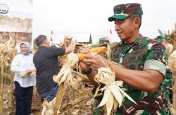 Keren : Ide Pangdam IM Menanam Jagung di Sela Perkubunan Sawit Berhasil Memanen Dengan Gemilang