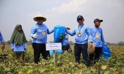 Jaga Suplai Air, Jasa Tirta II Sukses Panen Raya Kacang Hijau saat Kemarau