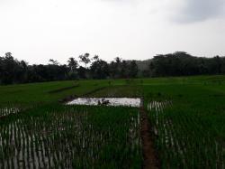 Memasuki Musim Hujan, Tanam Padi di Pemalang Pengairan Sawah Stabil