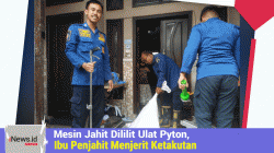 Mesin Jahit Dililit Ular  Piton, Ibu Penjahit Menjerit Ketakutan